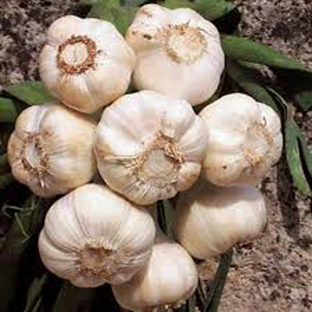 Fresh California Softneck Garlic Bulb - 1 Pound for Planting and Growing - Allium sativum
