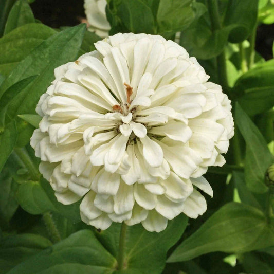 Polar Bear Zinnia Seeds 1/4 Lb - Wildflower Variety - Mylar Seed Packet - Everwilde Farms