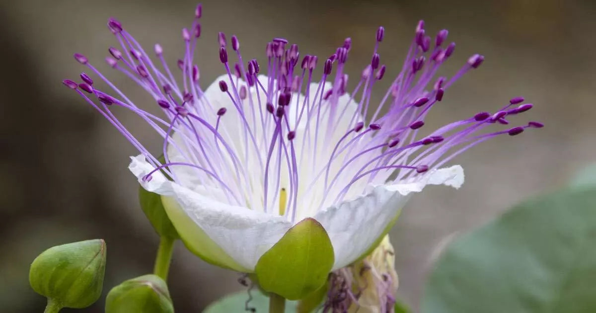 Caper Bush Seeds - 20 Count - Culinary & Medicinal Herb - Perennial (Capparis Spinosa)