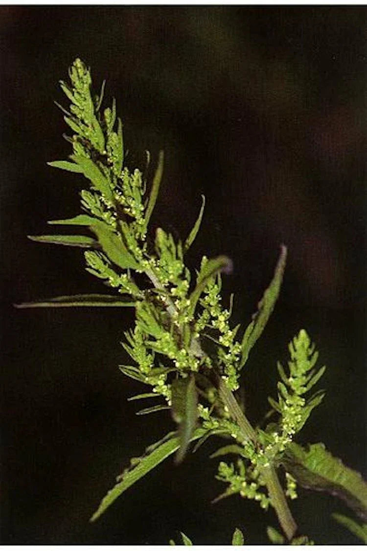 Epazote Seeds - 300 Non-GMO Mastruz Chenopodium Ambrosioides Mexican Herb for Cooking and Medicinal Use