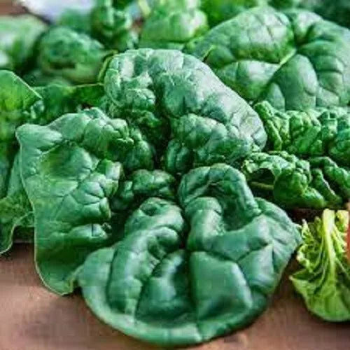 Premium Bloomsdale Spinach Seeds - Organic Heirloom Variety - Non-GMO, Fresh Garden Seeds, Spinacia oleracea