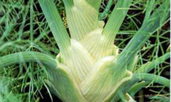 Fennel Seeds, 25+ Heirloom Seeds, Florence Variety, Foeniculum vulgare dulce, Delicious Flavor