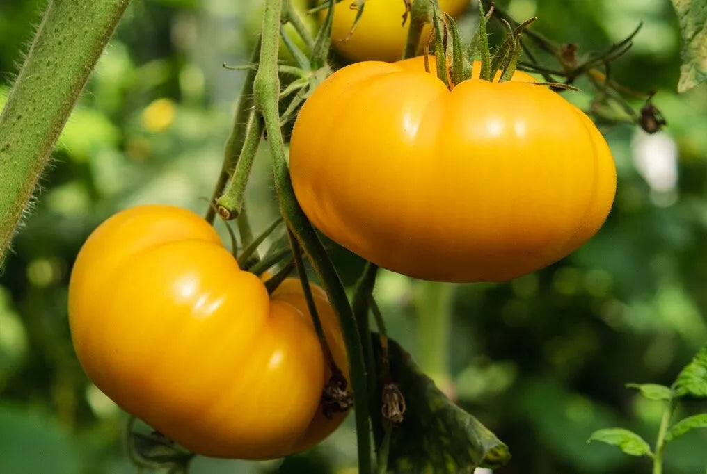 Kellogg's Breakfast Tomato Seeds, Heirloom Orange Beefsteak, NON-GMO, Garden Seeds, Solanum lycopersicum