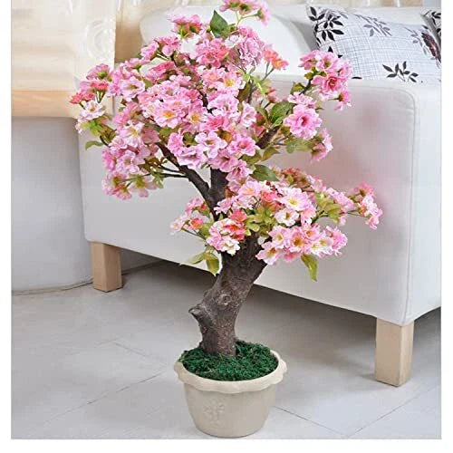 Rare Cherry Blossom Seeds - 50+ Dwarf Pink Sakura Weeping Cherry (Prunus serrulata) for Planting