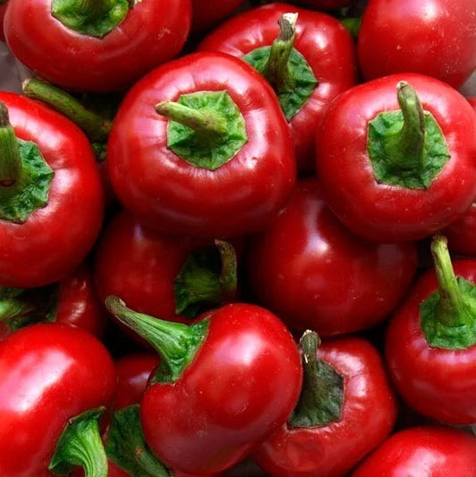 Red Cherry Hot Pepper Seeds - 10+ Non-GMO Heirloom Organic - Pimenta