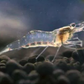 Ghost Shrimp (Pack of 25)