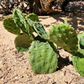 Opuntia humifusa Pad Cutting – Eastern Prickly Pear NYC Form – 1 Live Cactus Pad for Rooting