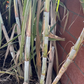 Organic Sugarcane Live Plants for Planting – 4 Germinated Tropical Cane Starts, Healthy Garden Stock