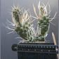 Paper Spine Cactus Live Plant – Tephrocactus articulatus papyracanthus, Potted Succulent with Papery Spines