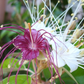 Jamaican Caper Seeds – Capparis cynophallophora – Florida Native Plant – 10 Seeds for Planting