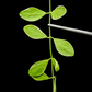 Dischidia Oiantha Variegata – One Unrooted Cutting – Trailing Variegated Houseplant Vine