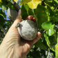 Gardenia Thunbergia Seed Pods Fresh, 2 South African Flowering Shrub Pods for Planting