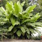 Basjoo Banana Tree Starter Plant – Musa basjoo Live Rooted Banana, Cold Hardy Banana Tree for Garden or Container