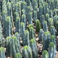 Myrtillocactus Geometrizans Seeds – Blue Candle Cactus, 25 Seeds for Grafting Stock and Home Growing