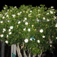 Gardenia Thunbergia Seed Pods Fresh, 2 South African Flowering Shrub Pods for Planting
