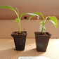 Basjoo Banana Tree Starter Plant – Musa basjoo Live Rooted Banana, Cold Hardy Banana Tree for Garden or Container