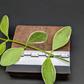 Dischidia Oiantha Variegata – One Unrooted Cutting – Trailing Variegated Houseplant Vine