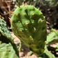 Opuntia humifusa Pad Cutting – Eastern Prickly Pear NYC Form – 1 Live Cactus Pad for Rooting