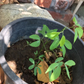 Manila Tamarind Madras Thorn Seeds – Pithecellobium dulce – 20 Seeds for Planting