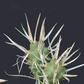 Paper Spine Cactus Live Plant – Tephrocactus articulatus papyracanthus, Potted Succulent with Papery Spines