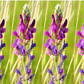 30 Purple LOCOWEED CRAZYWEED Oxytropis Lambertii Native Flower Seeds