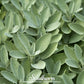 Broadleaf Sage – 50 Seeds