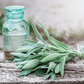 Kitchen Sage – 50 Seeds