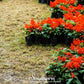 Scarlet Sage – 100 Seeds