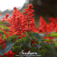Scarlet Sage – 100 Seeds