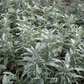 White Sage – 50 Seeds