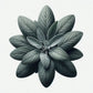 Sage (Common) Seeds (4x)