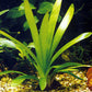 Broadleaf Sagittaria