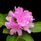 40 CAROLINA RHODODENDRON Carolinianum Dwarf Azalea Pink Purple Flower Shrub Seeds