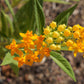 10 SILKY GOLD MILKWEED Butterfly Weed Asclepias Curassavica Monarch Flower Seeds