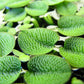 Water Spangles/Salvinia Minima