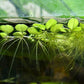 Water Spangles/Salvinia Minima