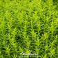 Winter Savory – 100 Seeds