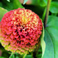 20 Organic QUEENY LIME MIX ZINNIA Elegans Mixed Colors Red Orange Yellow Pink Green Queen Flower Seeds