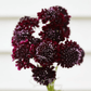 Black Knight Scabiosa – 30 Seeds