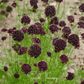 Black Knight Scabiosa – 30 Seeds