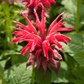 Scarlet Bee Balm – 20 Seeds