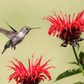 Scarlet Bee Balm – 20 Seeds