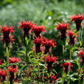 Scarlet Bee Balm – 20 Seeds