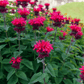 Scarlet Bee Balm – 20 Seeds