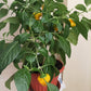 40 Yellow SCOTCH BONNET PEPPER very hot Jamaican Capsicum Chinense Vegetable Seeds