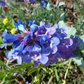100 mg Seeds Penstemon Nitidus (Waxleaf Beardtongue) for Planting | Drought-Tolerant Perennial Wildflower for Gardens & Pollinator Habitats