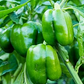 100+ Large Green Bell Pepper Seeds | Non-GMO Sweet Pepper Variety | Great for Salads, Stuffing, Grilling | Easy to Grow Vegetable
