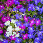 100 Cascade Lobelia Seed Mix, Colorful Trailing Perennial Flowers (Lobelia erinus), Hanging Baskets, Garden, Low-Maintenance, Summer Blooms