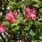 10 Red Flowering Currant Shrub Seeds (Ribes sanguineum), Ornamental Hedge Bush, Hardy Flowering, Spring Blooms for Garden & Landscaping