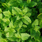 100 Peppermint Seeds | Mentha × piperita | Non-GMO Culinary Herb for Tea, Baking & Gardens | Perennial Mint for Containers or Beds